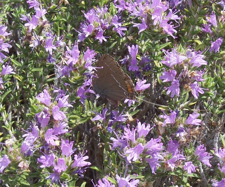 Satyrium ilicis